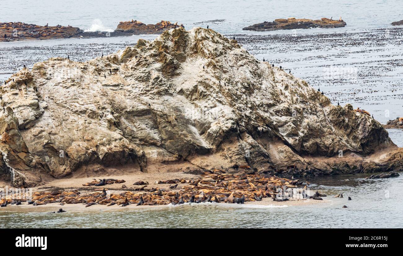 Un grande gruppo di leoni marini su una spiaggia di fronte allo stack di mare in Oregon Foto Stock