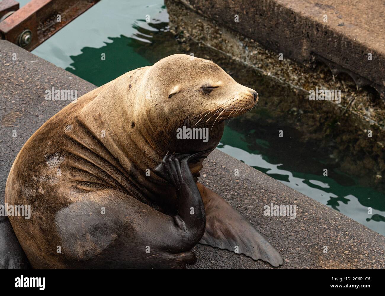 Primo piano di un leone marino che graffia il collo con la pinna posteriore Foto Stock
