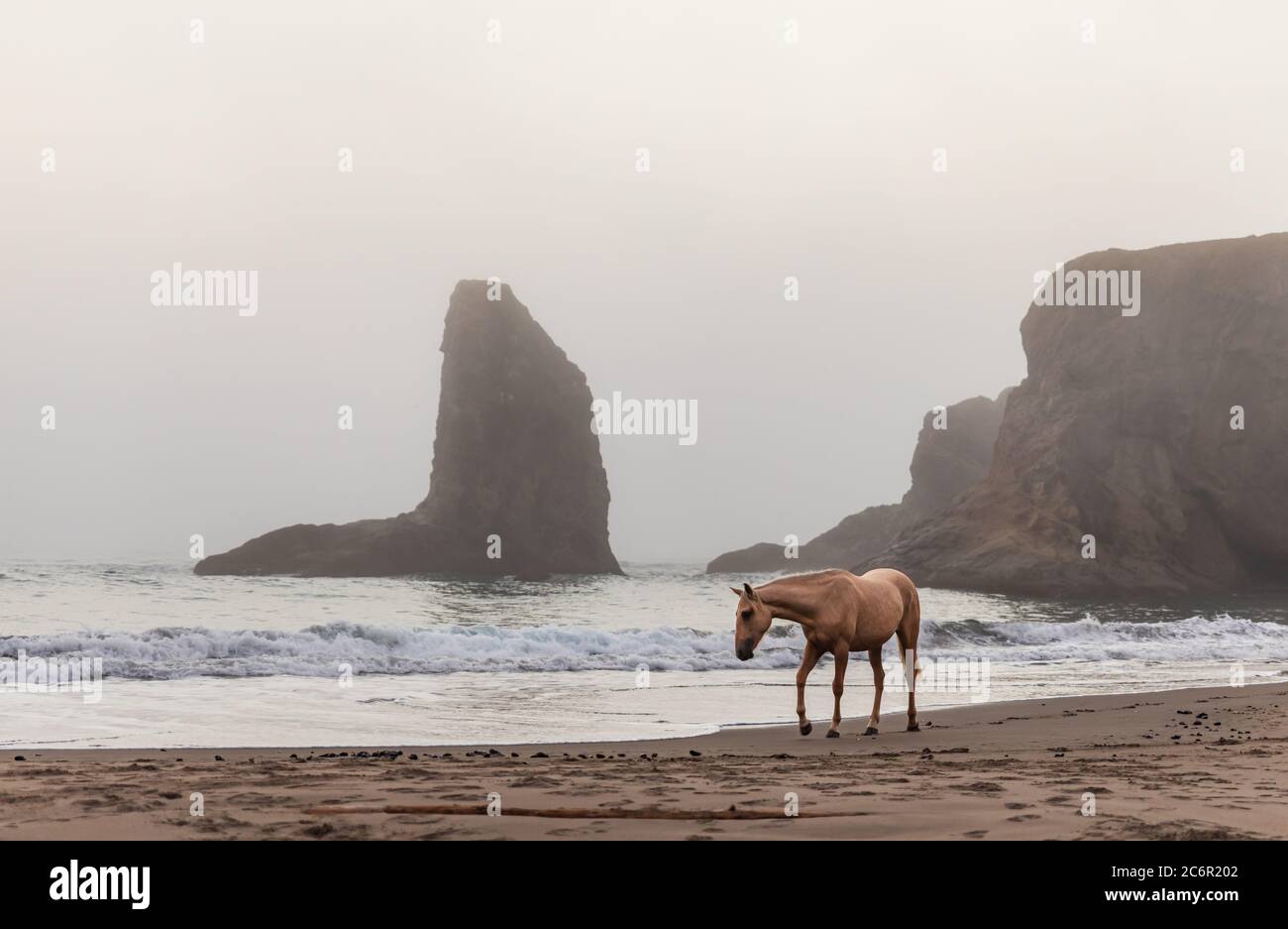 Cavallo marrone che cammina da solo di fronte a pile di mare su una spiaggia nebbiosa in Oregon. Foto Stock