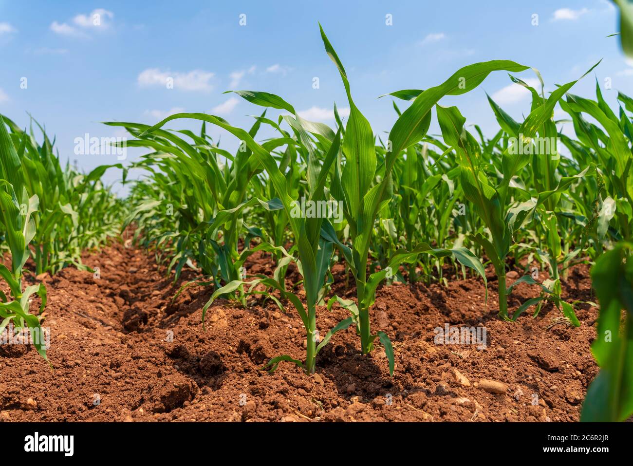 Piante di mais verde giovane su terreni agricoli - tiro ad angolo estremamente basso - vista dall'occhio del verme Foto Stock