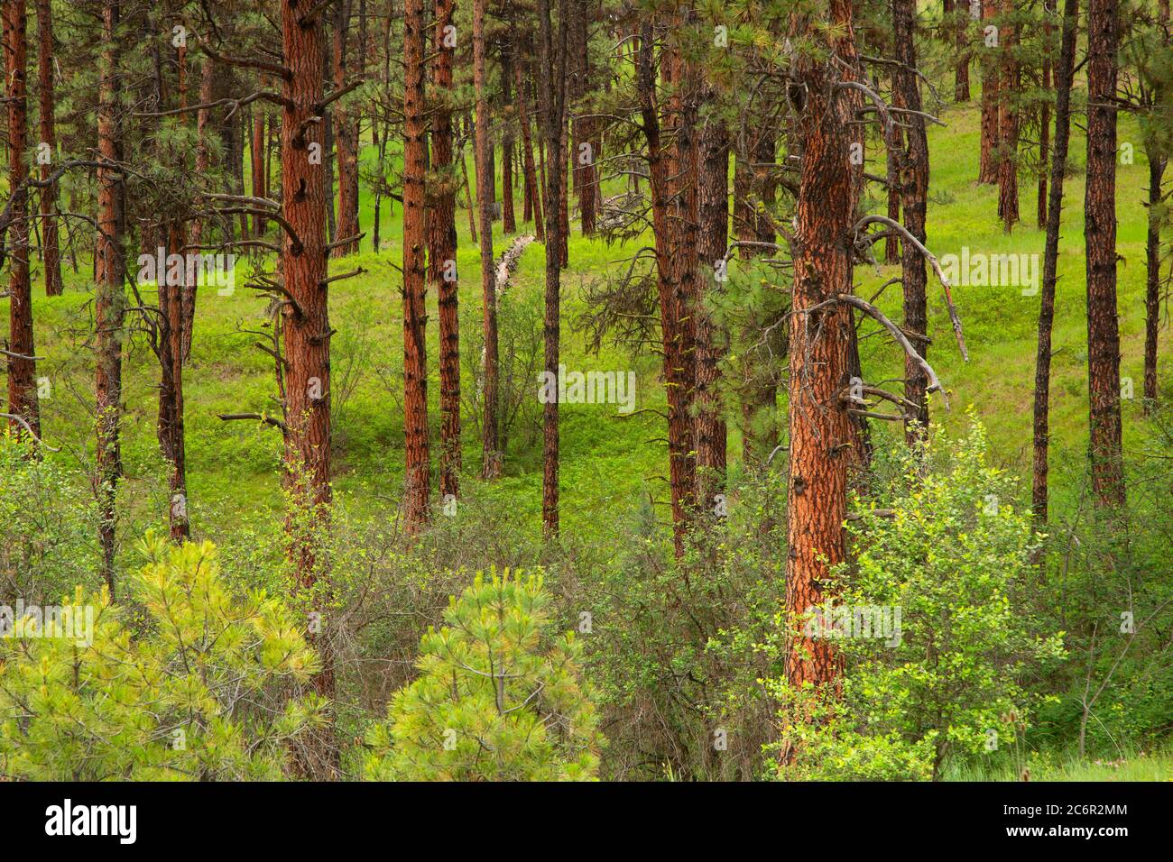 Ponderosa pineta, North Fork John Day Wild e Scenic River, Umatilla National Forest, Oregon Foto Stock