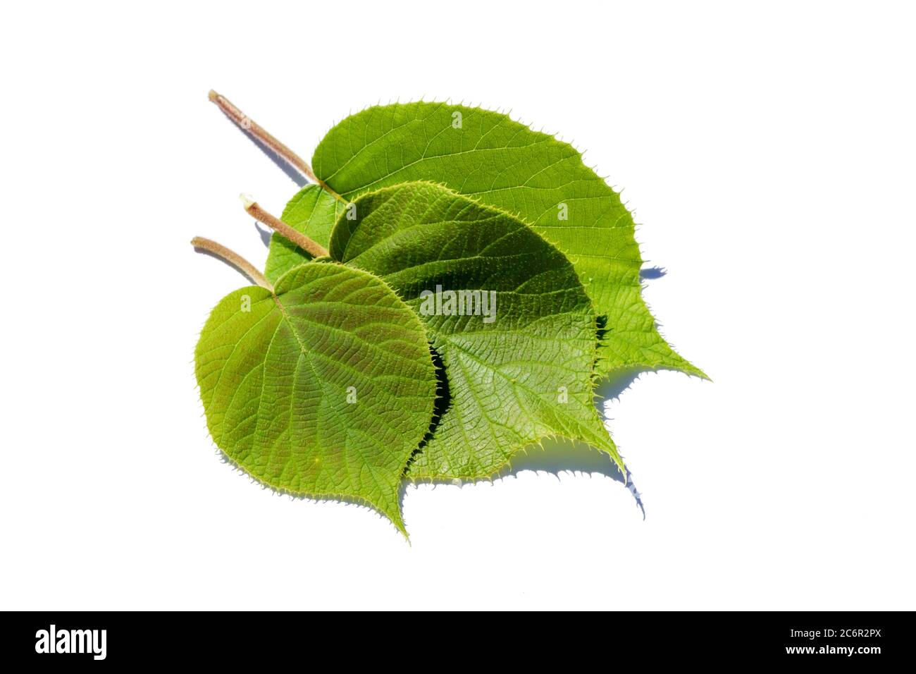 Kiwi foglia isolata su sfondo bianco Foto Stock