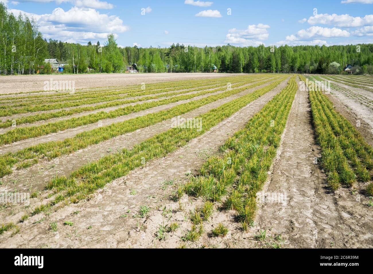Piantine di pino in un vivaio di alberi nella foresta. Alberi di conifere crescenti. Foto Stock