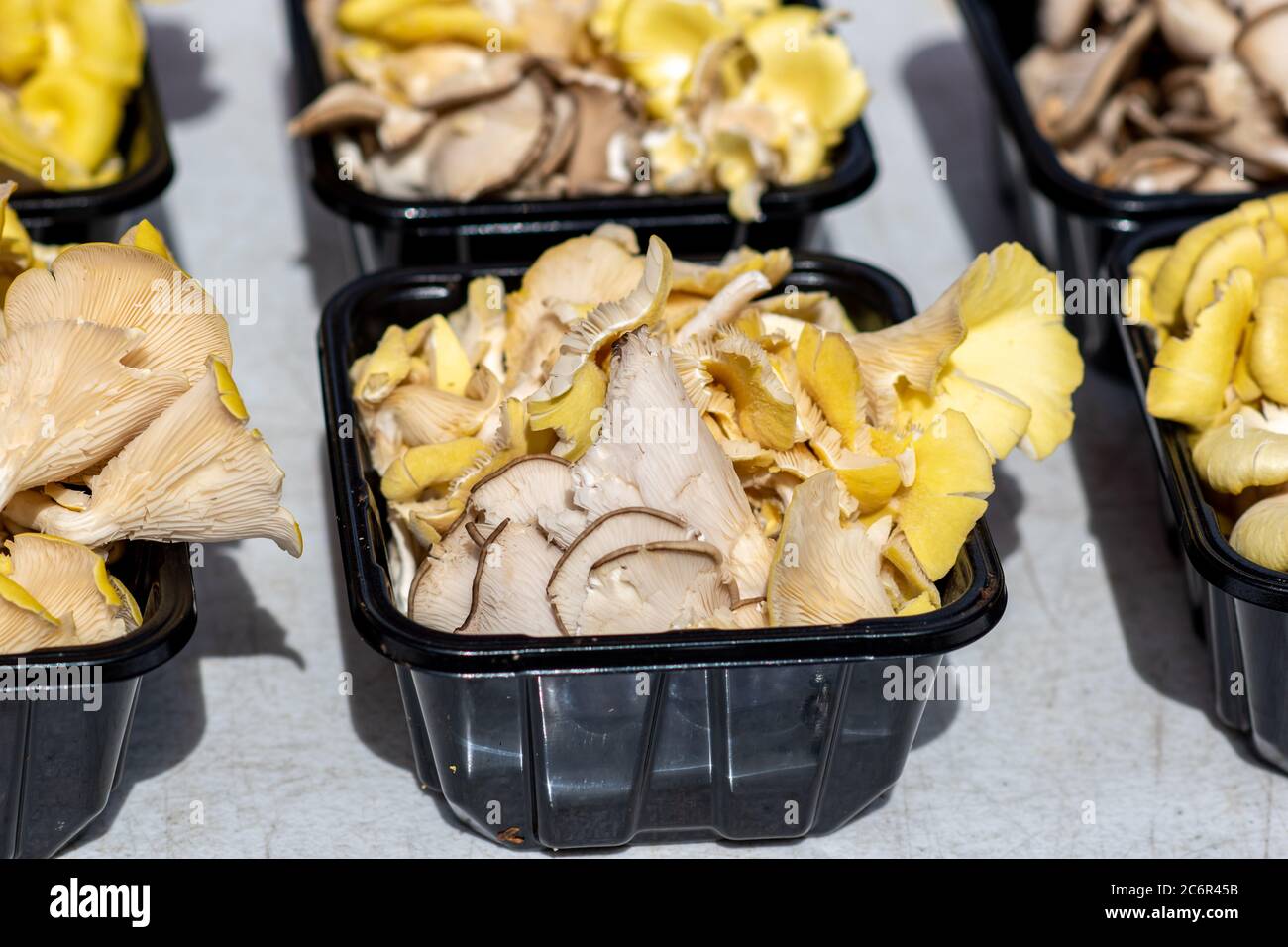 Funghi di ostriche fresche in vendita presso un mercato agricolo biologico locale. Deliziosi prodotti locali per uno stile di vita più sano. Foto Stock