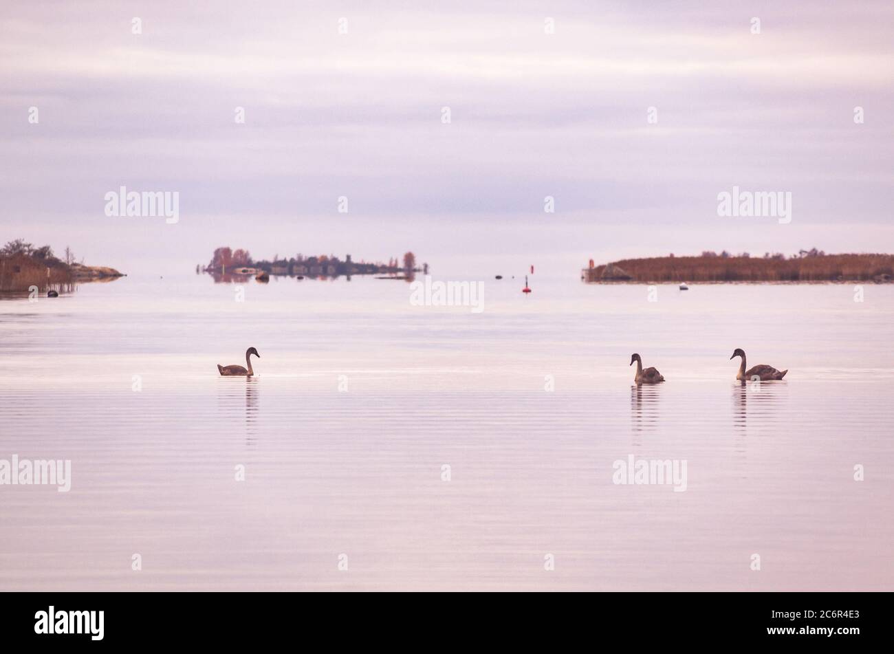 Cigni in una serata tranquilla, Rauma, Finlandia. Splendido cielo al tramonto in colori pastello riflessi nell'acqua. Foto Stock