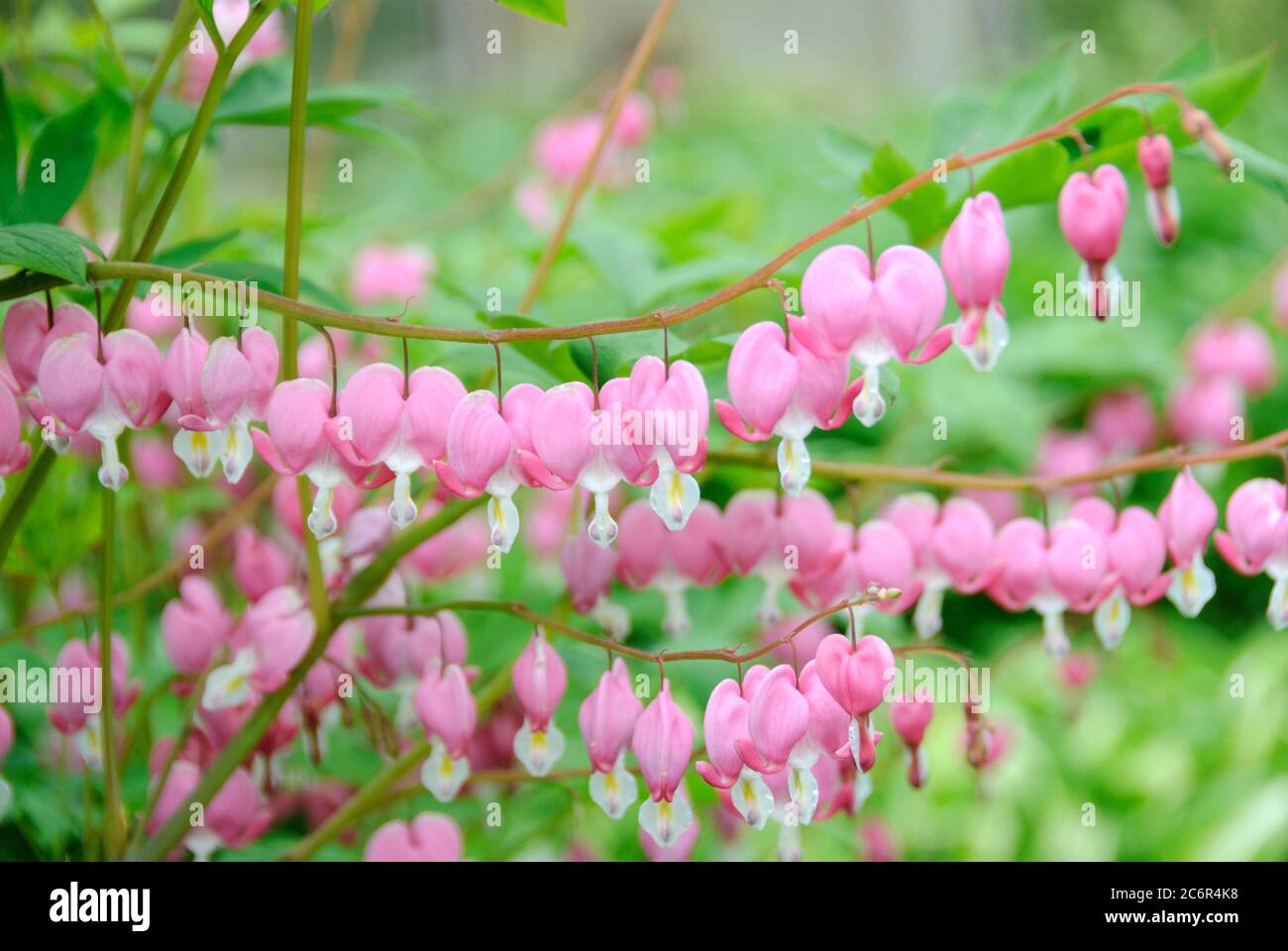 Traenendes Herz Dicentra spectabilis, cuore di sanguinamento Dicentra spectabilis Foto Stock