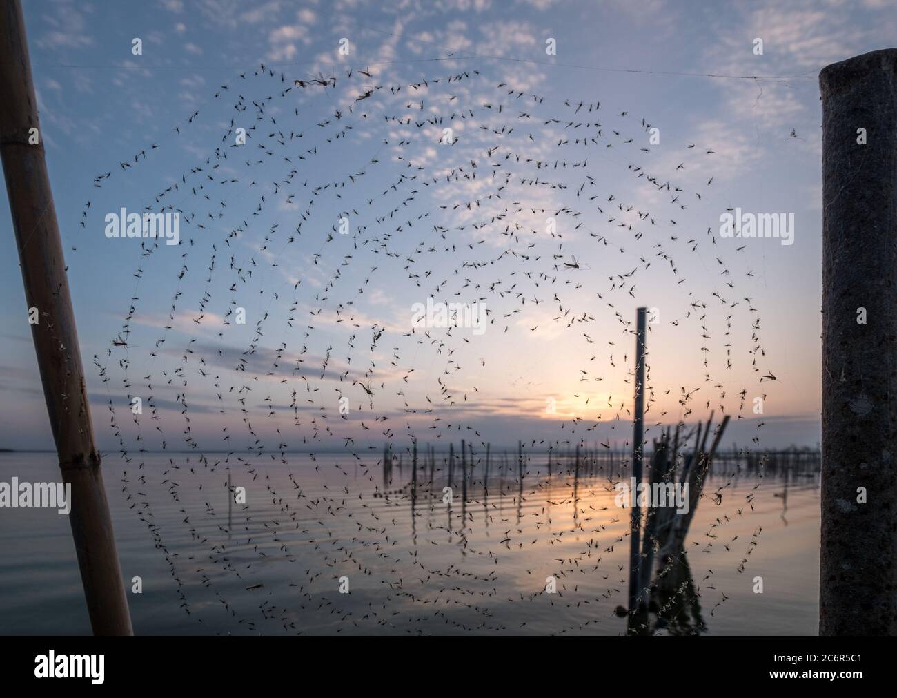 Molte zanzare sono rimaste bloccate e catturate nel ragno web su sfondo blu del cielo Albufera Valencia Foto Stock