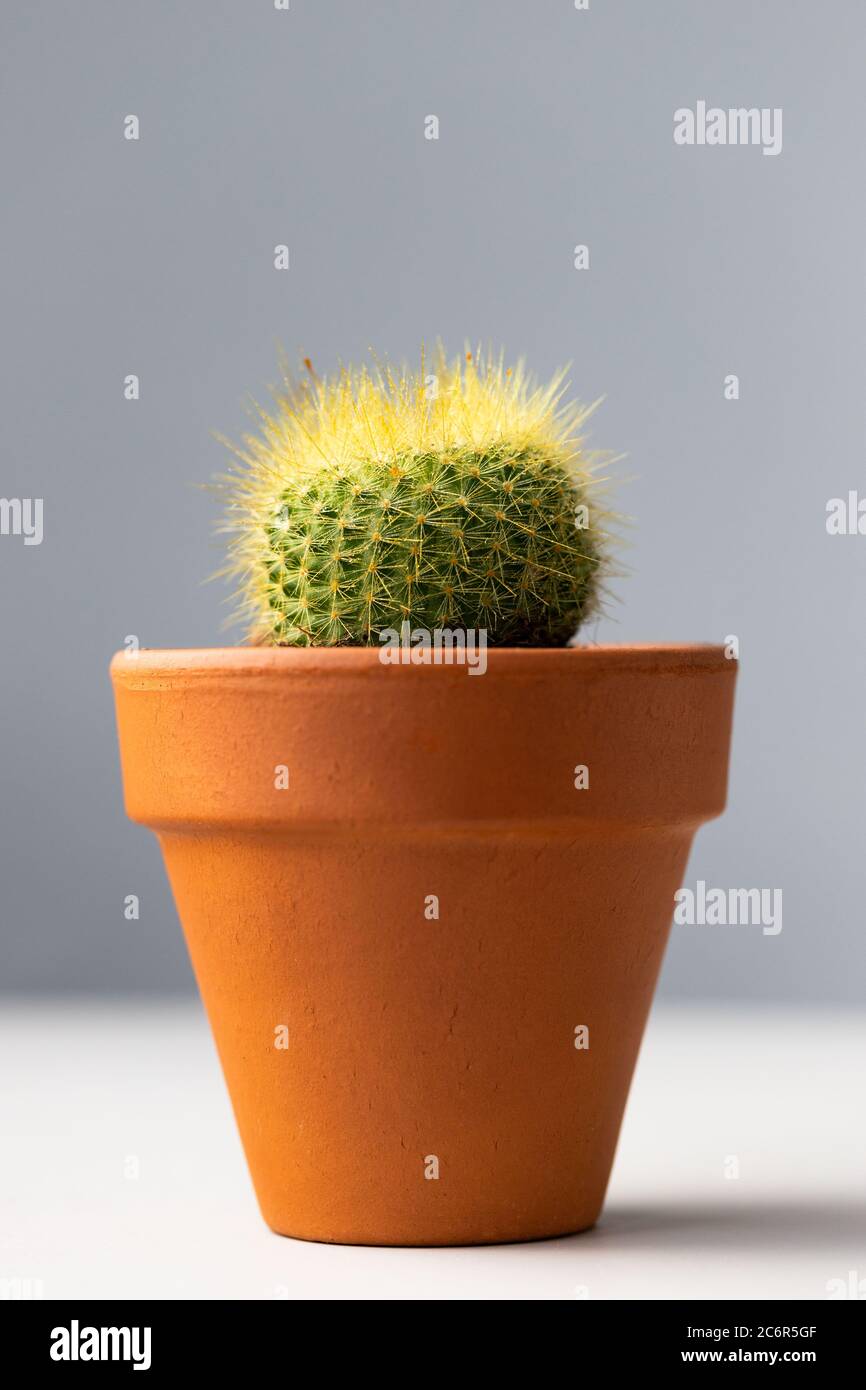 Primo piano di cactus mammillaria in terracota creta pentola su sfondo grigio Foto Stock