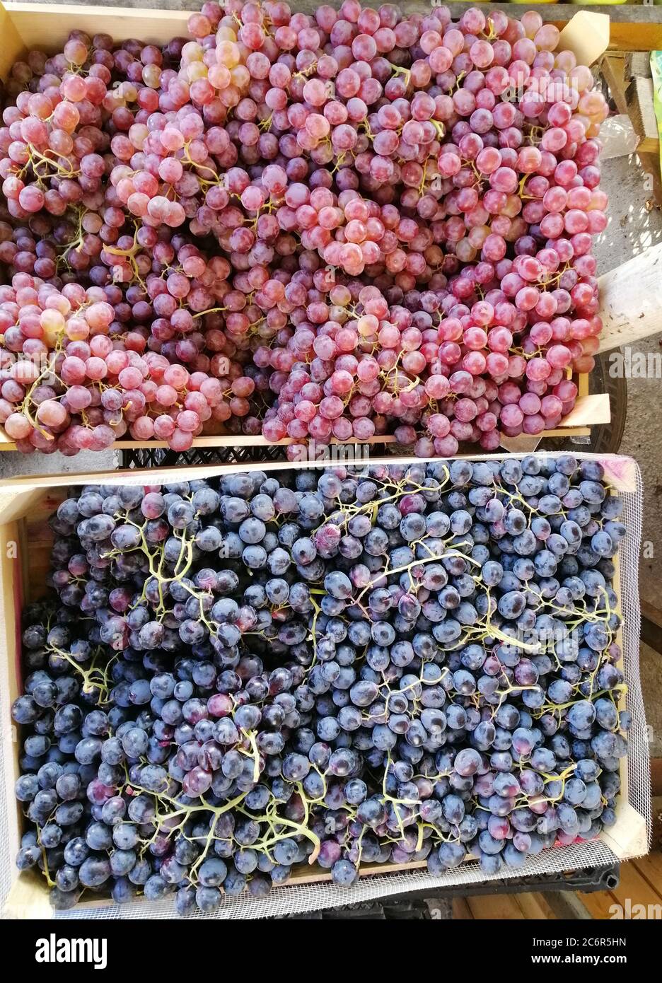 vendemmiate in scatole uve rosa e nere succose Foto Stock