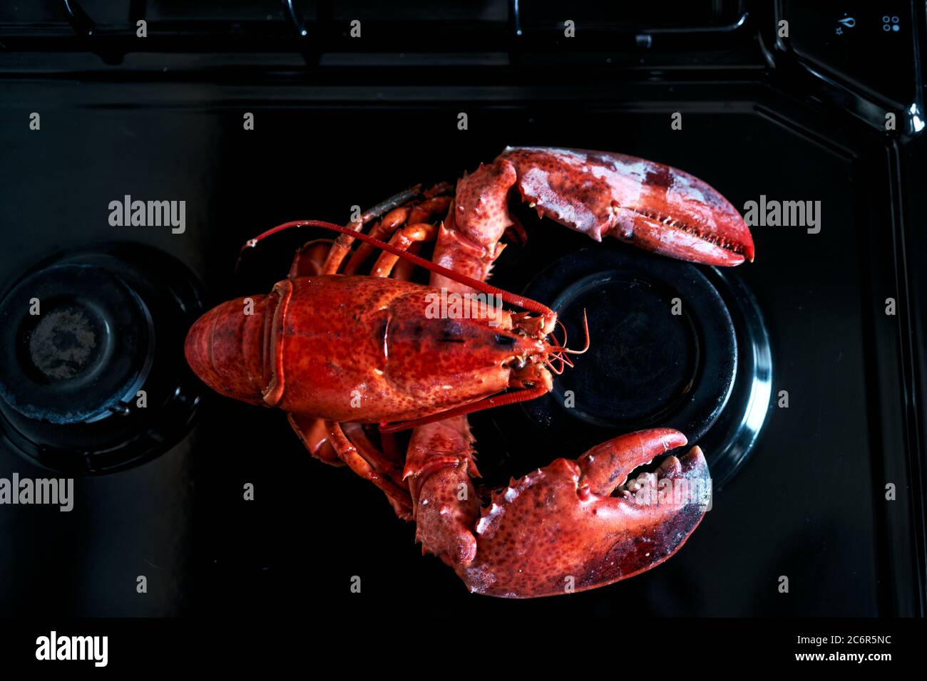 primo piano di un'aragosta bollita su un ripiano in metallo Foto Stock