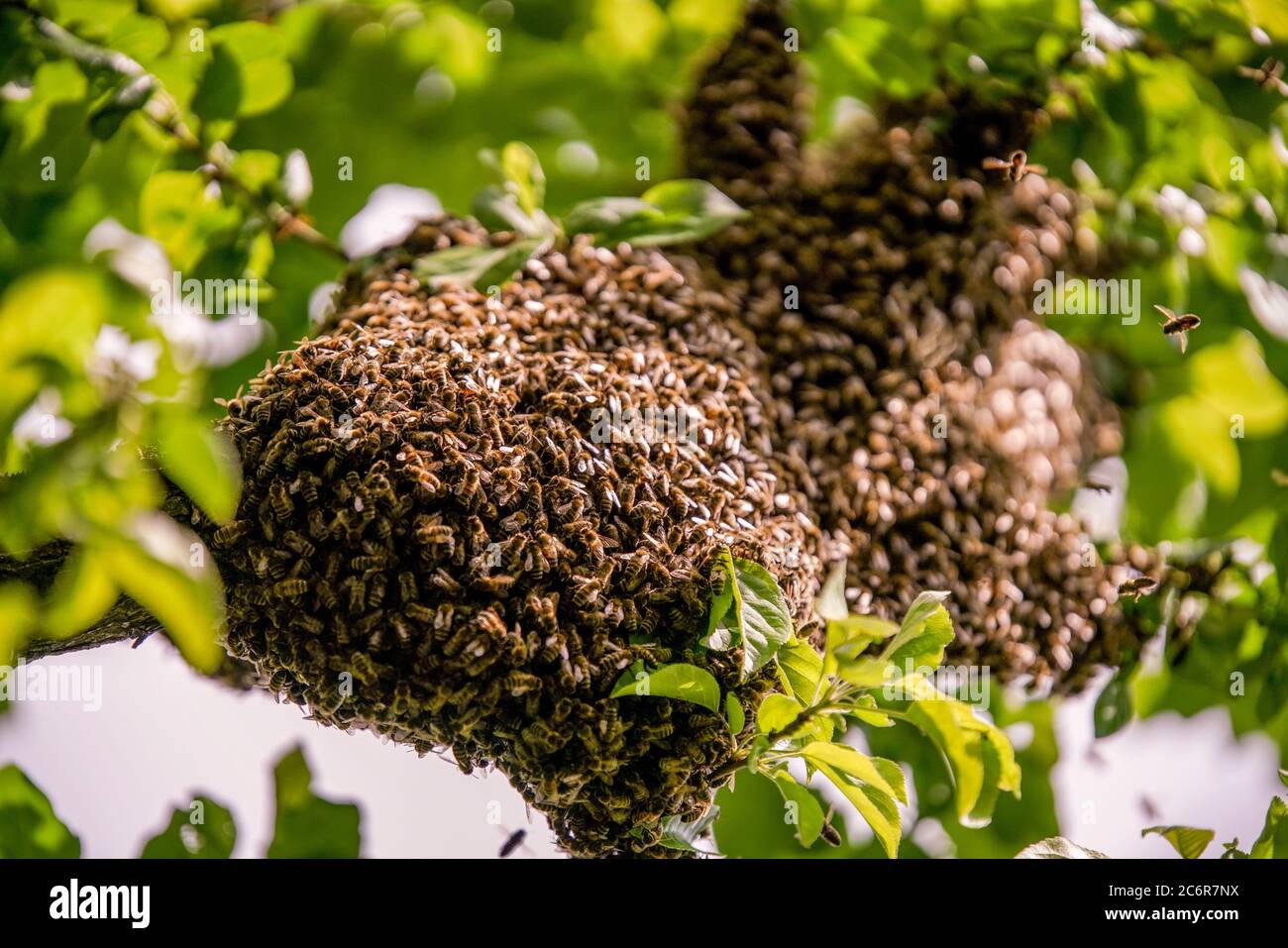 L'ape grande si sciame in un albero di aple. Foto Stock