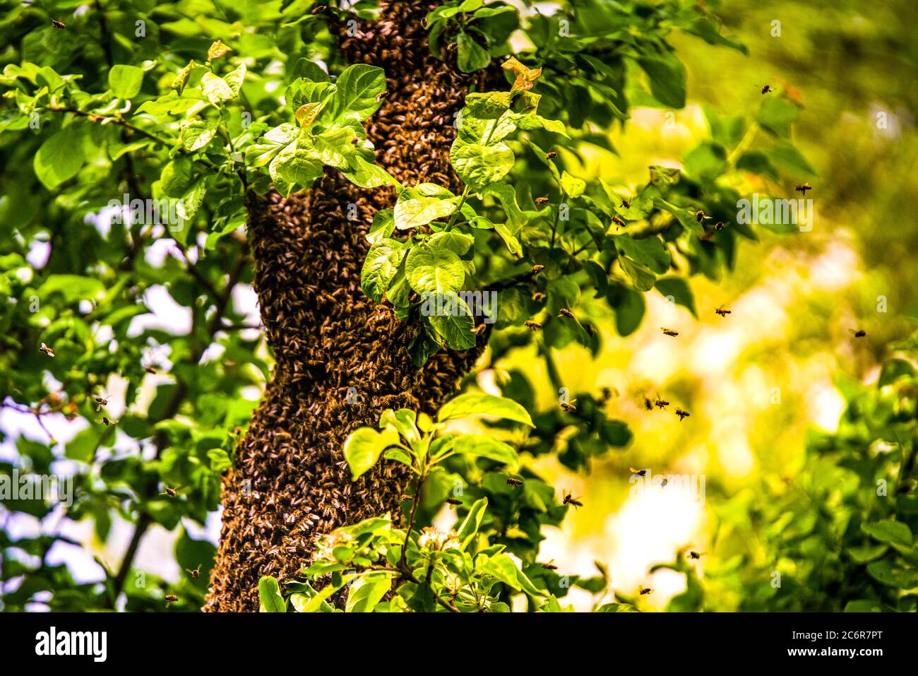 L'ape grande si sciame in un albero di aple. Foto Stock