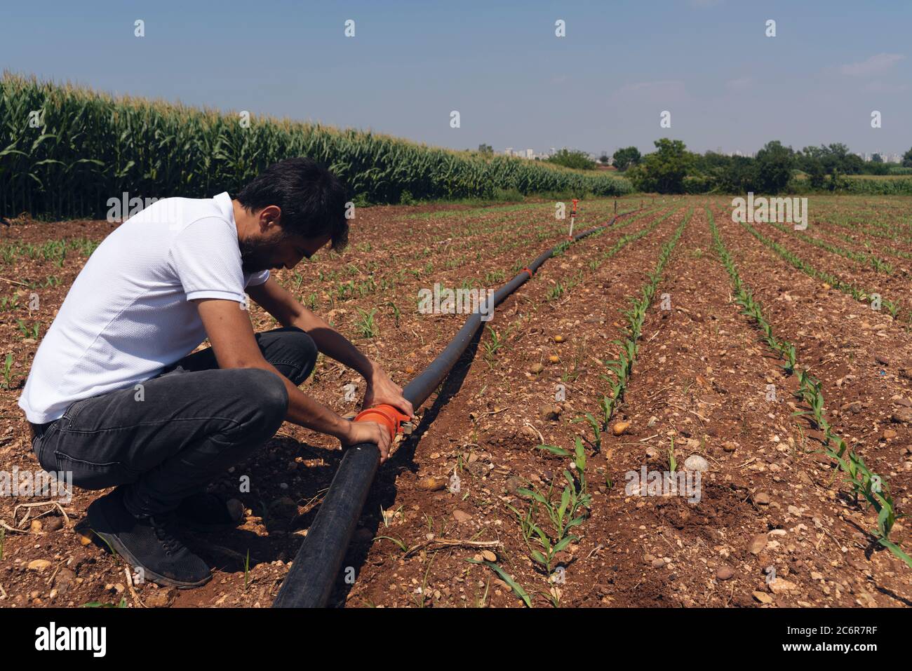 Sistema di irrigazione. Sistema di irrigazione a risparmio d'acqua utilizzato in un campo di mais giovane. Lavoratore collega tubi di sistema di irrigazione. Sfondo agricolo Foto Stock