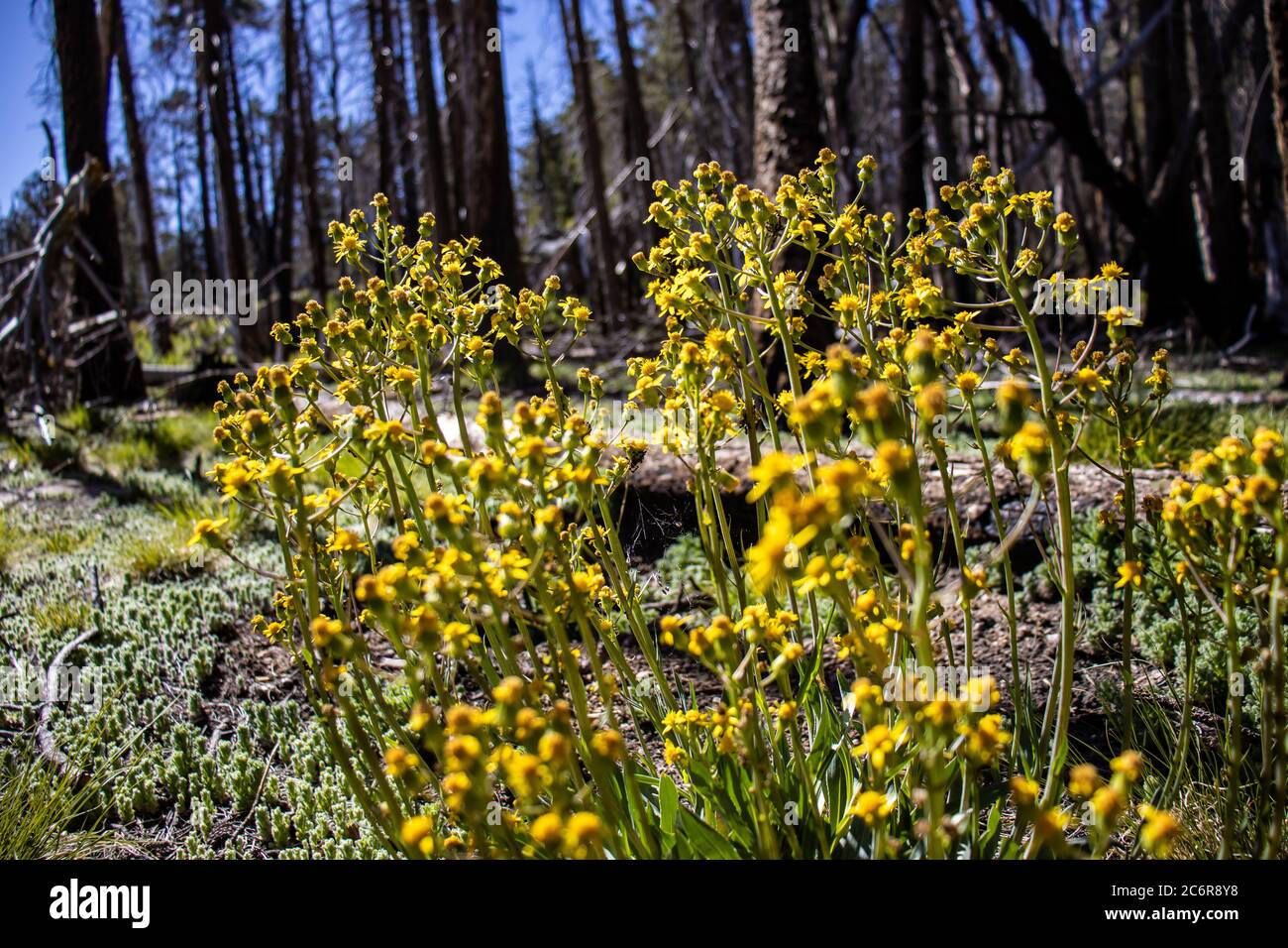 Fiori selvatici che crescono sul fondo della foresta sul Monte Graham, nel sud-est dell'Arizona. Foto Stock