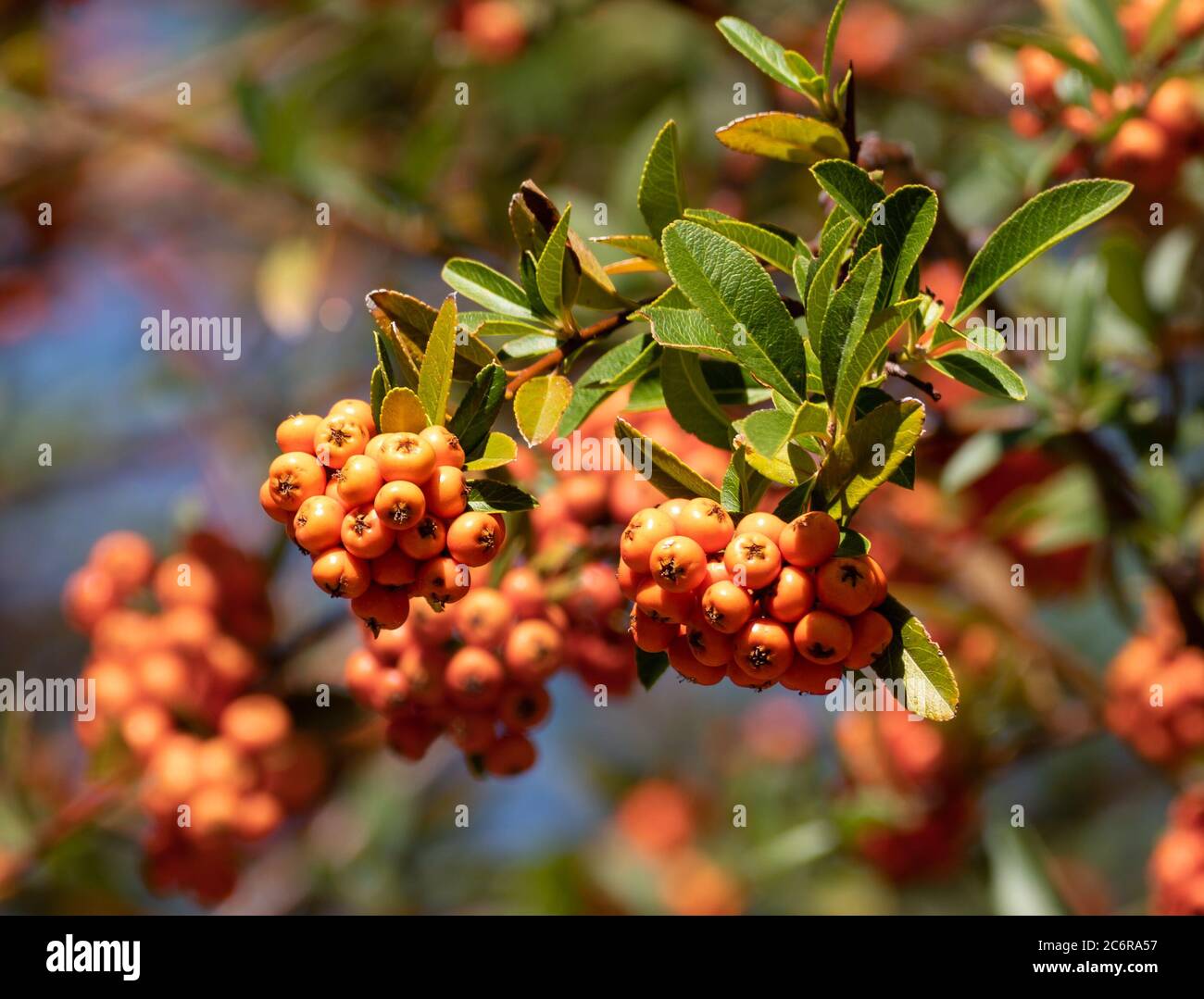 Le ricche foglie verdi contrastano splendidamente con le bacche arancioni della pianta del Lalandei Scarlet Firethorn. Foto Stock
