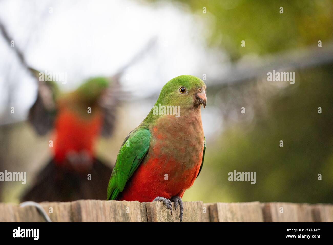 Un pappagallo di Re Giovanile che si nuota su una fence Foto Stock