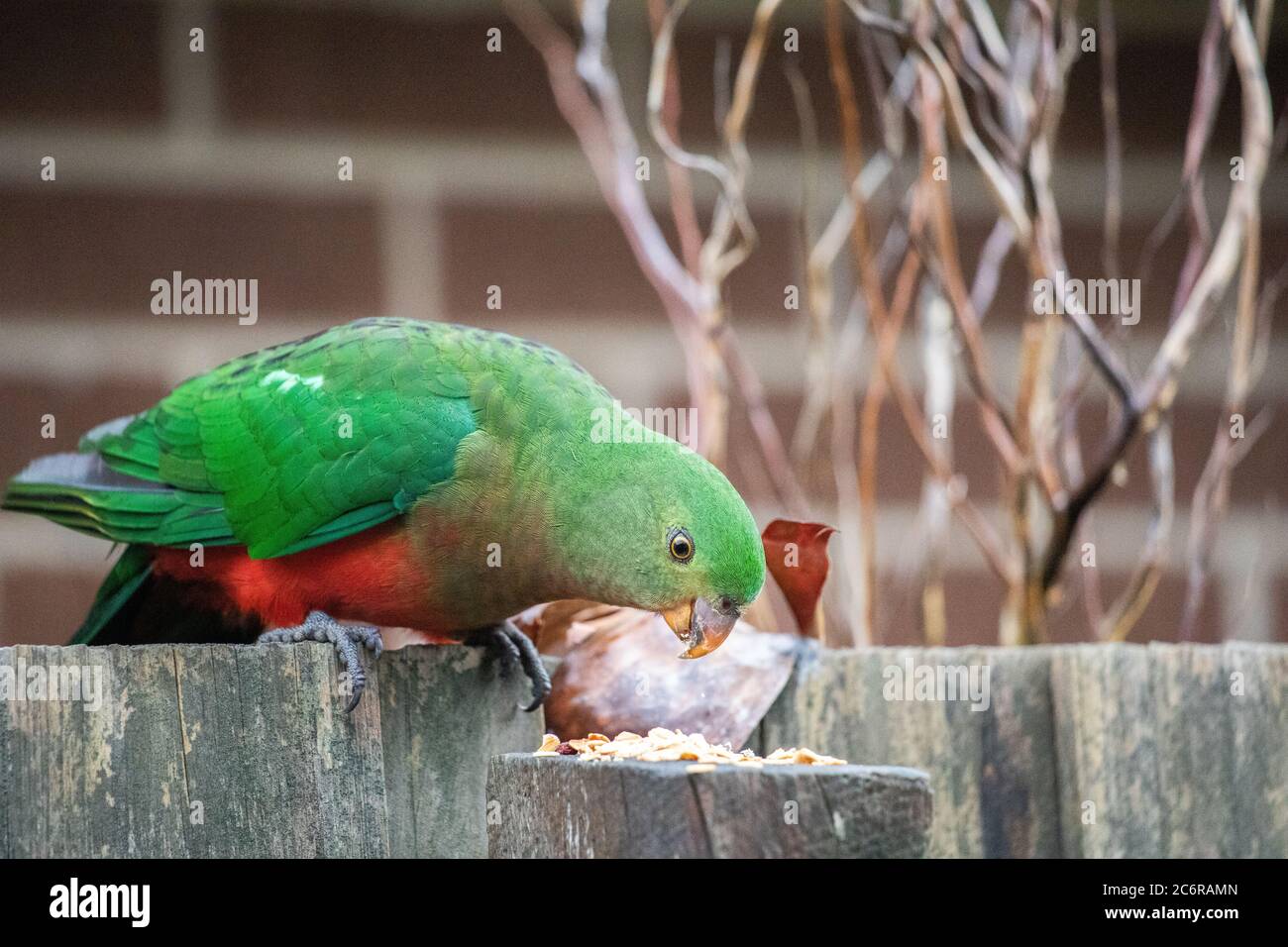Un pappagallo di Re Giovanile che si nuota su una fence Foto Stock