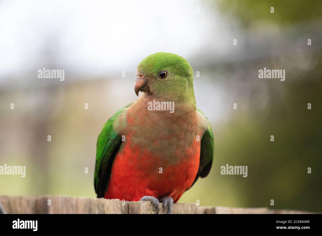 Un pappagallo di Re Giovanile che si nuota su una fence Foto Stock