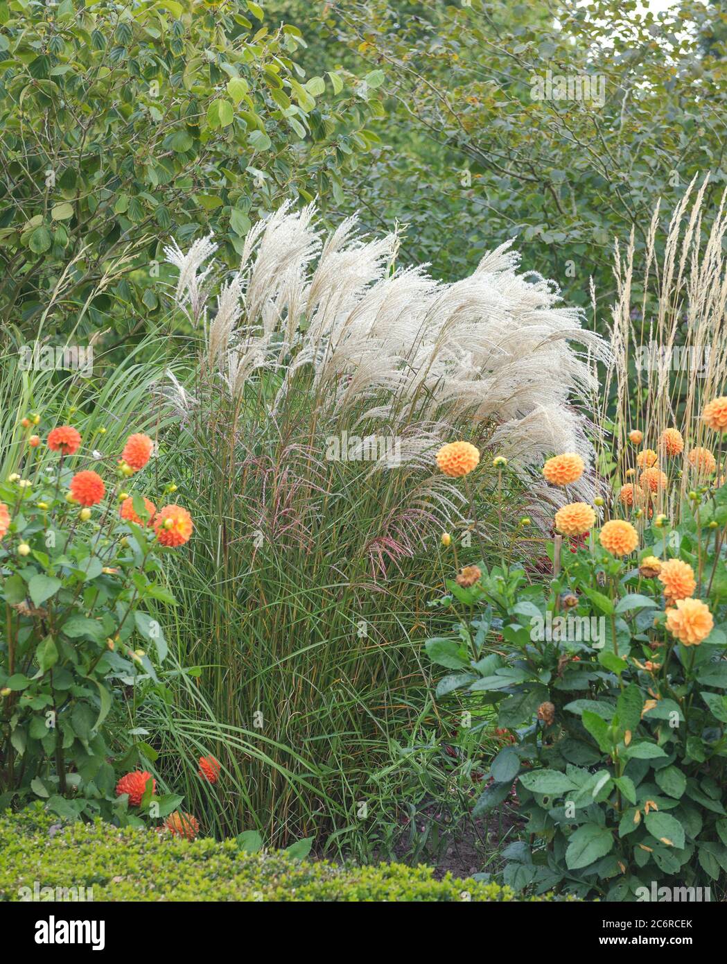 Chinaschilf Miscanthus sinensis Silberfeder, Dahlie Dahlia, Miscanthus Miscanthus sinensis Silver Spring, Dahlia Dahlia Foto Stock