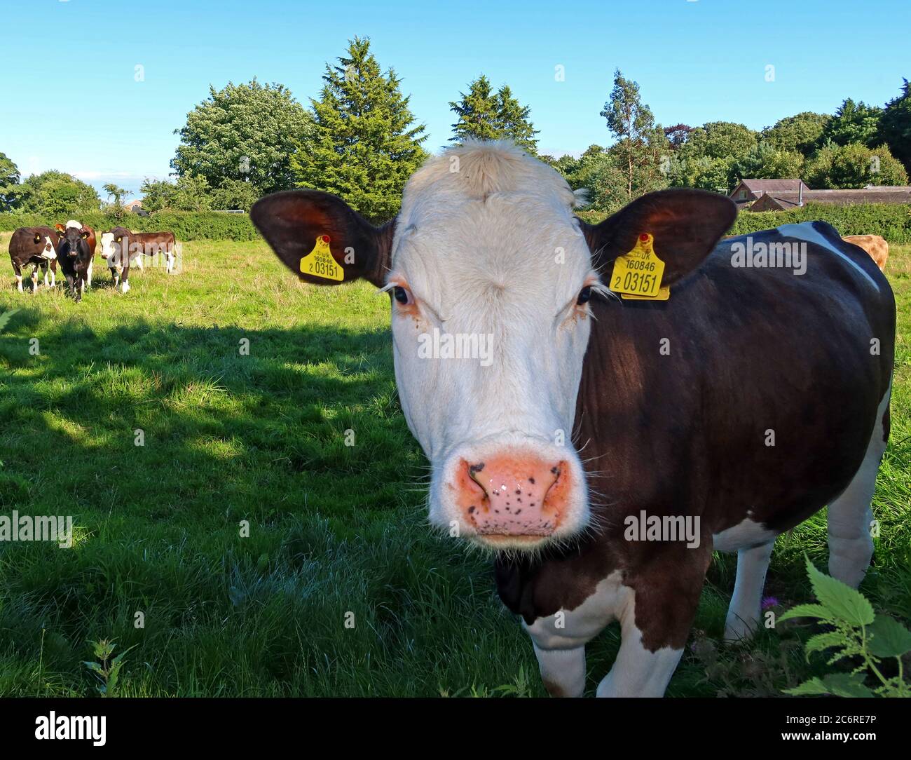 Bestiame bovino britannico, agricoltura di paese, campagna di Cheshire, Inghilterra, Regno Unito - allevamento di qualità Foto Stock