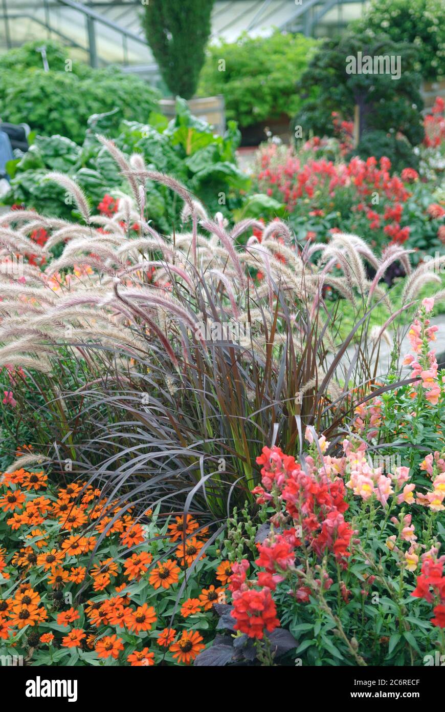 Rotes Lampenputzergras Pennisetum setaceum rubrum, erba rossa della fontana Pennisetum rubrum setaceum Foto Stock