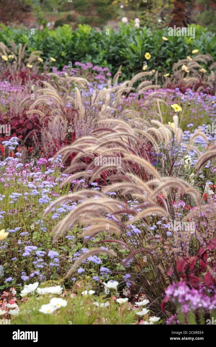 Rotes Lampenputzergras Pennisetum setaceum rubrum, erba rossa della fontana Pennisetum rubrum setaceum Foto Stock