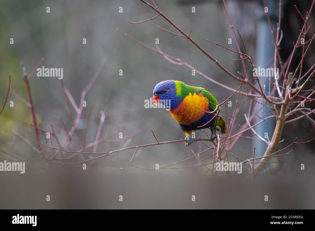 Un Lorikeet arcobaleno in un albero Foto Stock