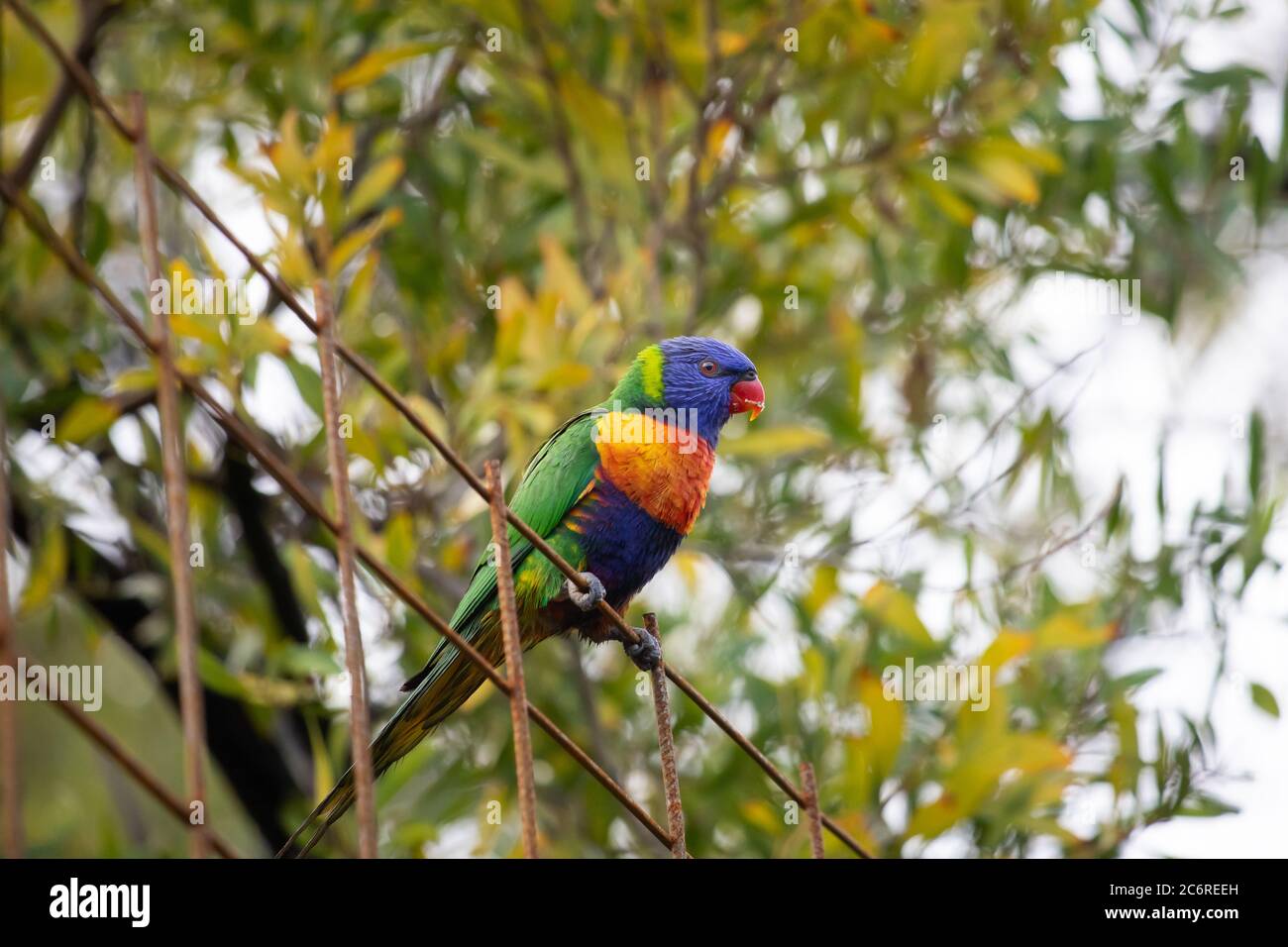 Un Lorikeet arcobaleno in un albero Foto Stock