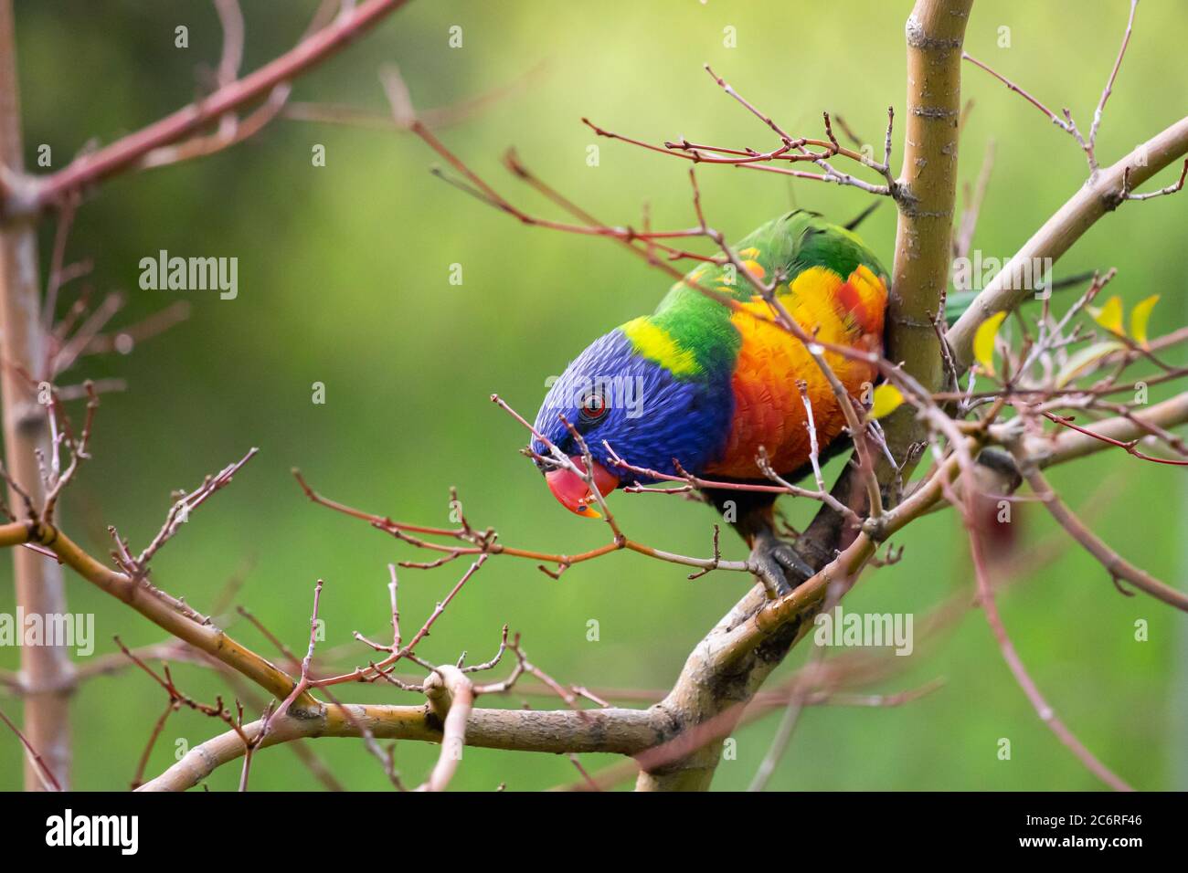 Un Lorikeet arcobaleno in un albero Foto Stock
