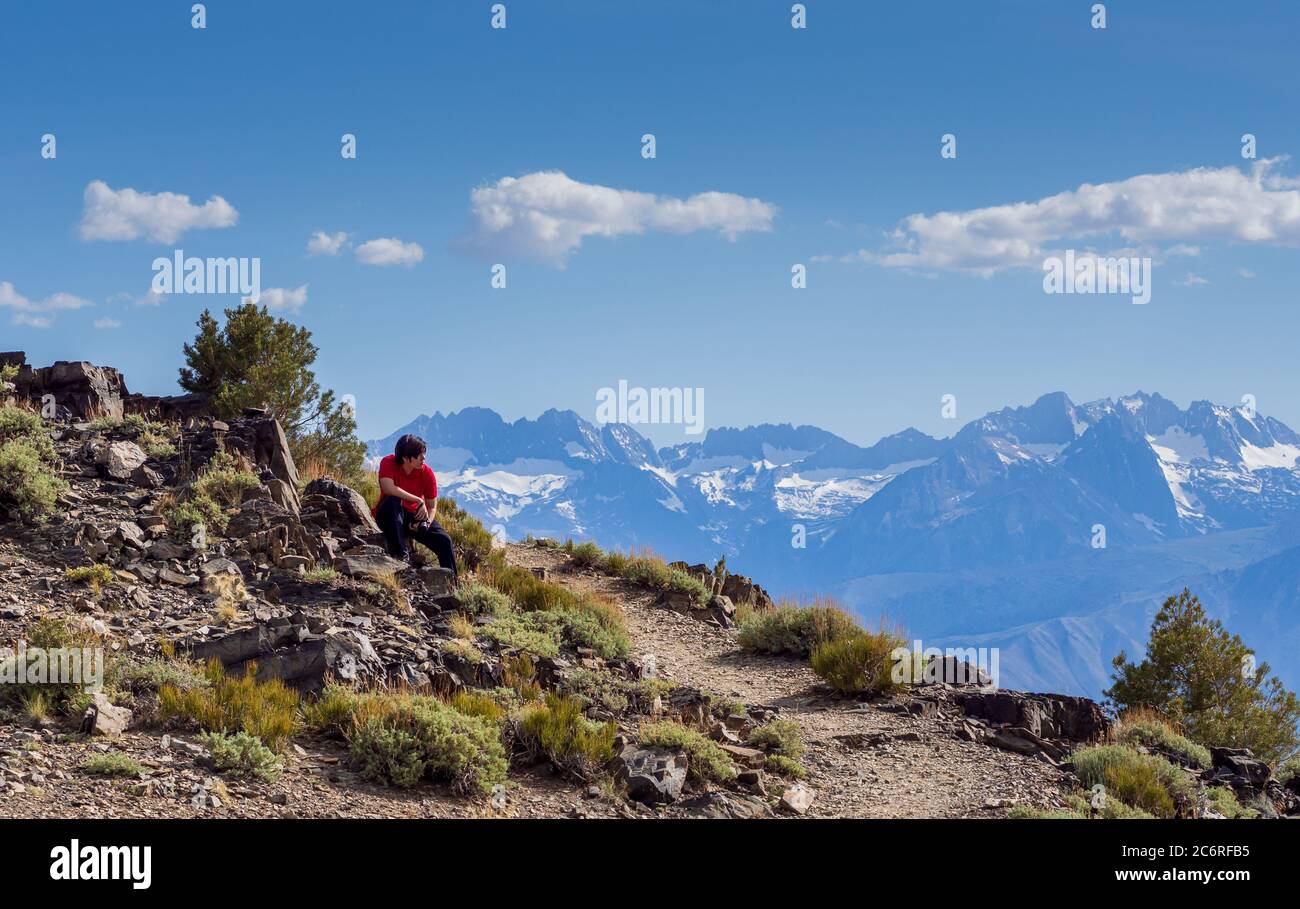 Bristlecone antica pineta Foto Stock