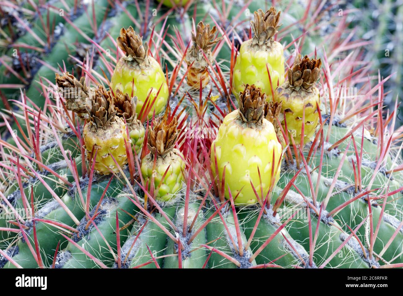 Fioritura Ferocactus Wislizeni Cactus in Arizona Cactus Garden Foto Stock