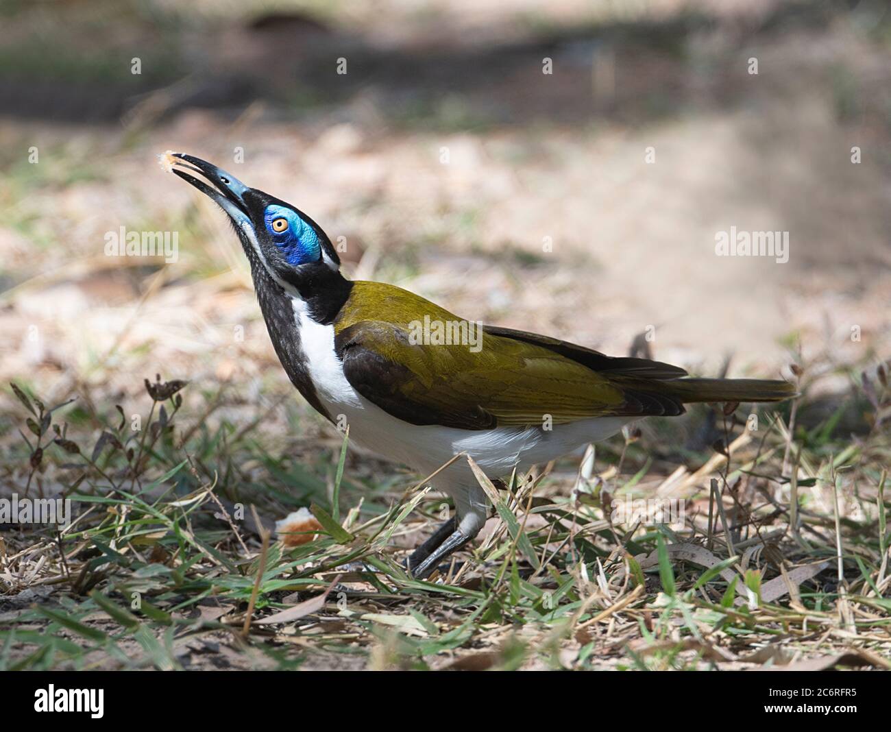 Un Honeyeater Blue-faced (Entomyzon cianotis) che si nutra a terra, territorio del Nord, NT, Australia Foto Stock