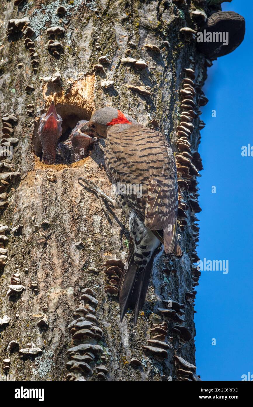 Flicker nord maschio al buco del nido nel Wisconsin settentrionale. Foto Stock