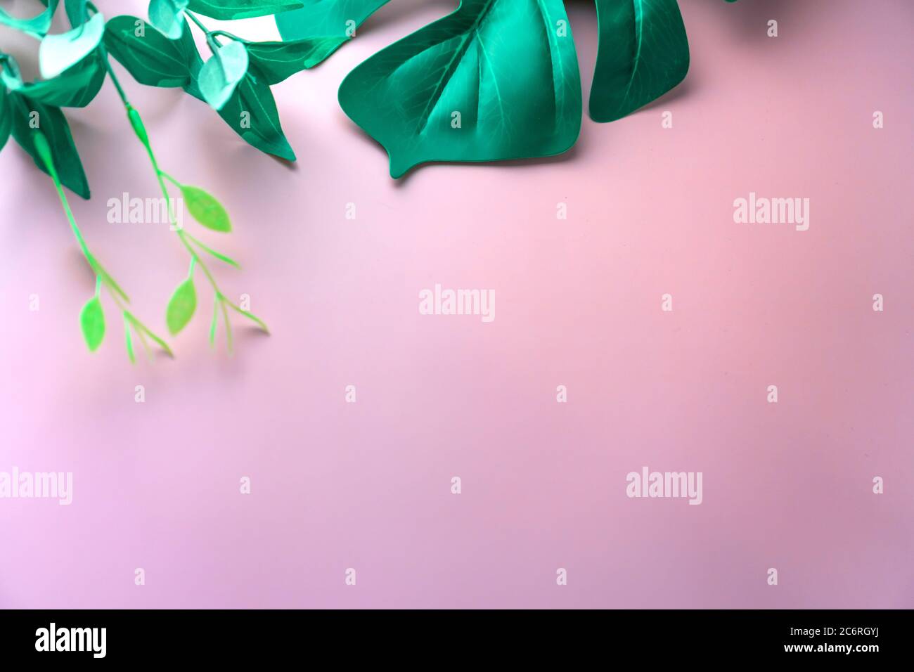 Vista dall'alto della verde natura tropicale foglia su rosa pastello stile vintage tono astratto sfondo con spazio copia. Foto Stock