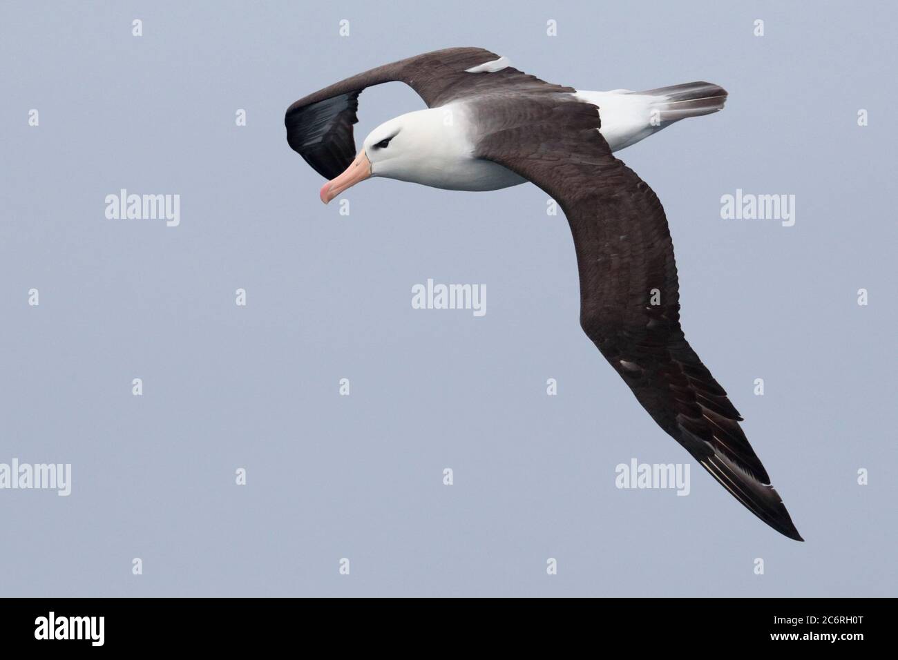 Albatross (Thalassarche melanophrys) vista dorsale, sorvolando Humboldt corrente, Oceano Pacifico sud-orientale, vicino Cile 26 Feb 2020 Foto Stock