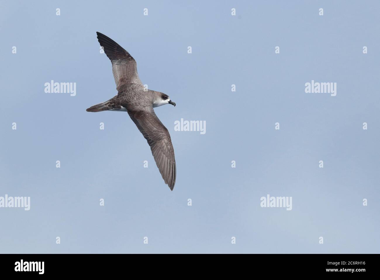 Juan Fernandez Petrel (Pterodroma externa) che vola in mare vicino a Isla Alejandro Selkirk, Isole Juan Fernandez, Cile centrale verso la fine di febbraio 2020 Foto Stock