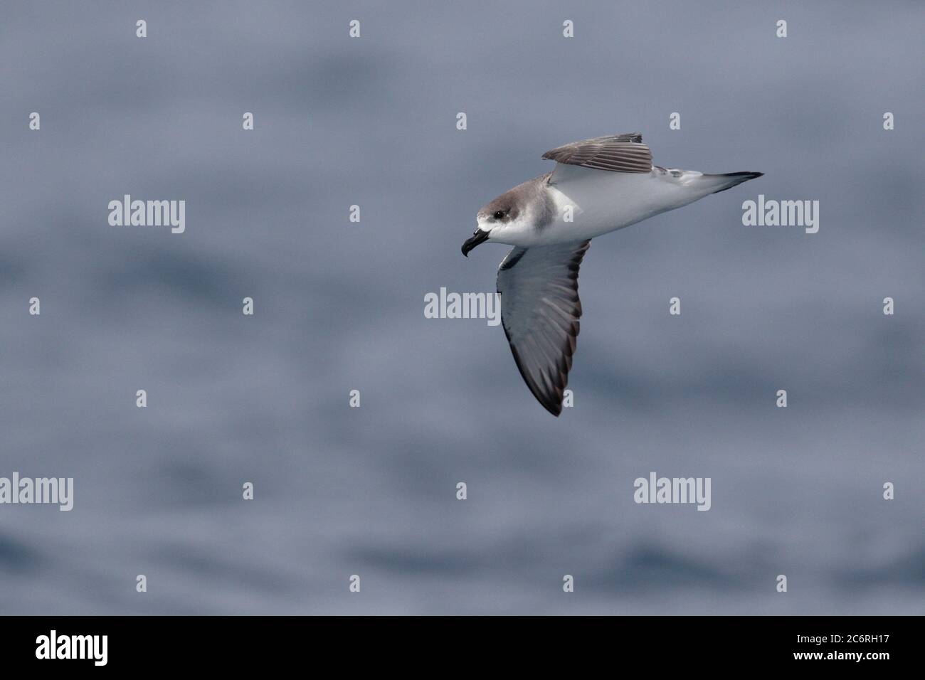 Juan Fernandez Petrel (Pterodroma externa) che vola in mare vicino a Isla Alejandro Selkirk, Isole Juan Fernandez, Cile centrale verso la fine di febbraio 2020 Foto Stock