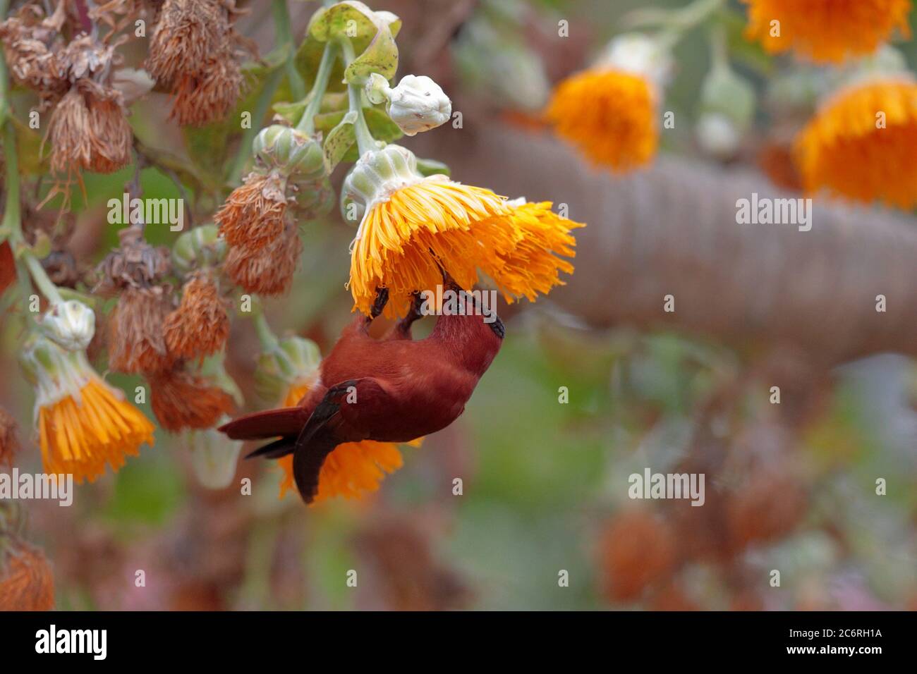 Juan Fernandez Firecrown (Sephanoides fernandensis) che si nutre di Cabbage Tree, Robinson Crusoe Island, Juan Fernandez Island Group, Cile marzo 2020 Foto Stock