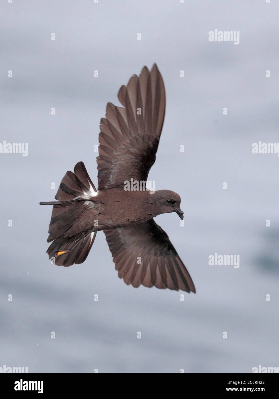 Storm-Petrel di Wilson (Oceanites oceanicus) in volo sulla corrente di Humboldt, Oceano Pacifico, al largo della costa del Cile centrale marzo 2020 Foto Stock