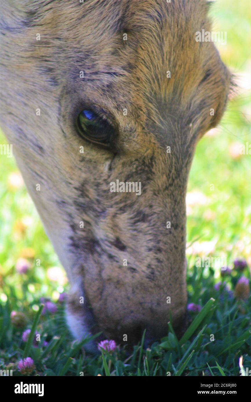 Primo piano di Mule Deer Doe pascolo allo Zion National Park, Utah Foto Stock