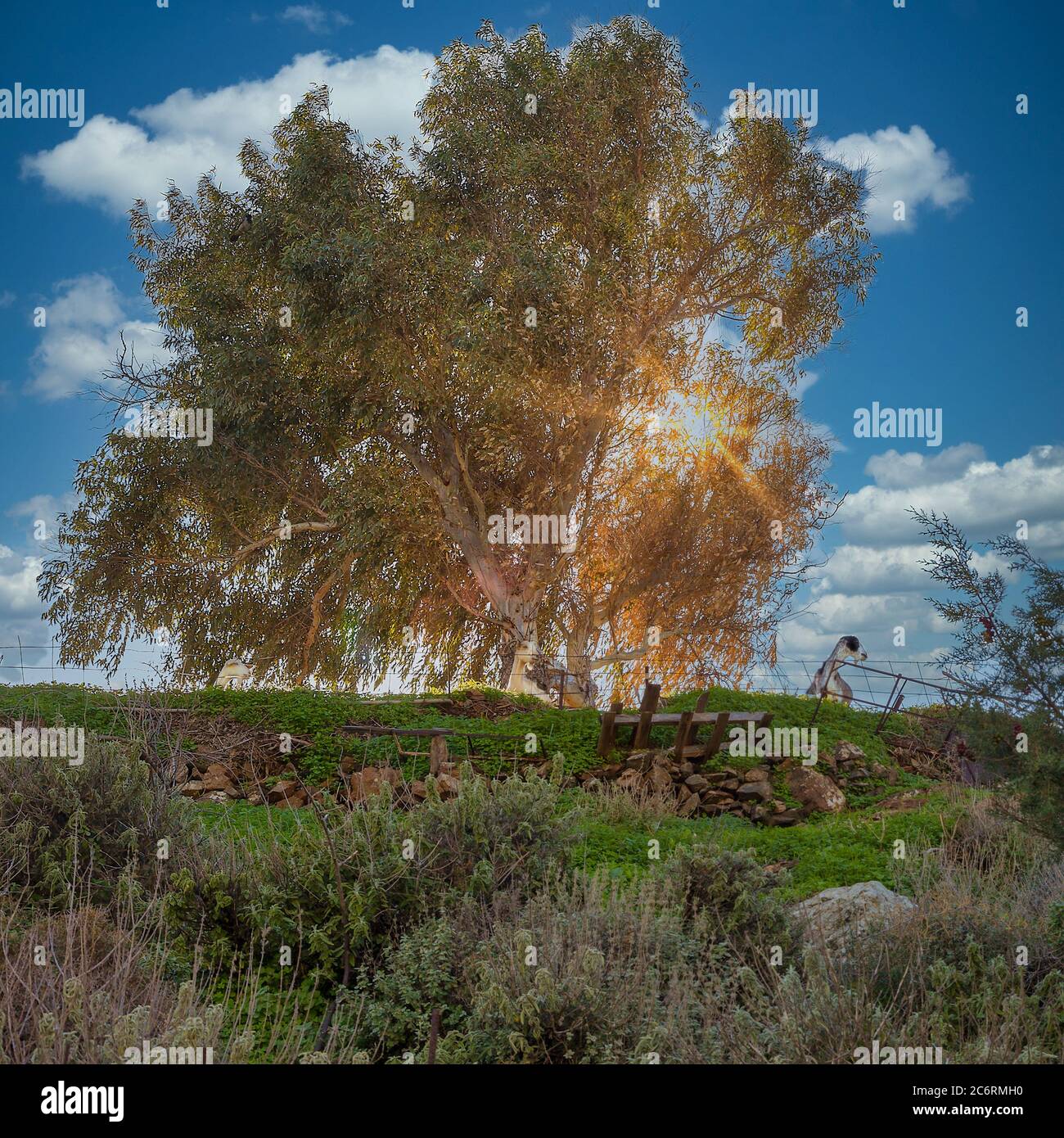 Albero di eucalipto. Albero maestoso nel cuore del paese con capra sulla destra guardando l'altro senso. Immagine stock. Foto Stock
