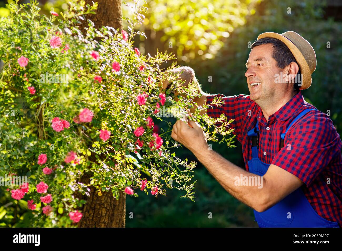 giardiniere che rifilano la boccola di rosa con i secateurs Foto Stock