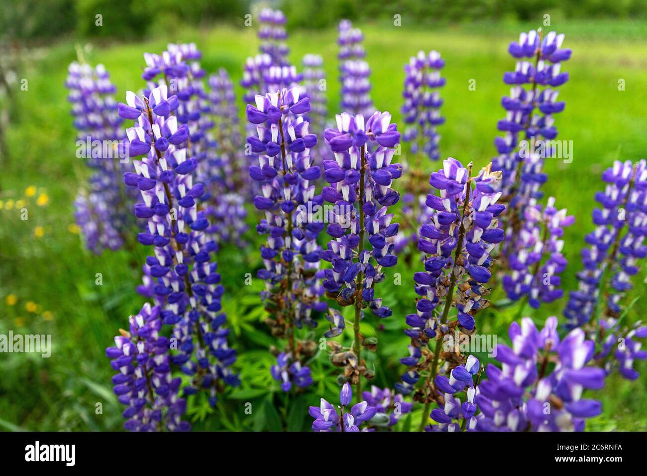 Fiori viola in giardino, Montenegro Foto Stock