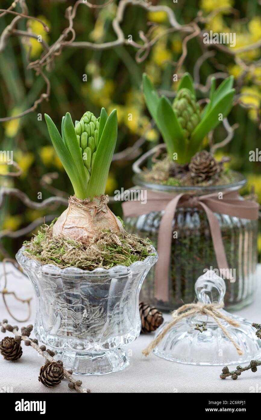 decorazione primaverile con giacinti in vasi di vetro Foto Stock