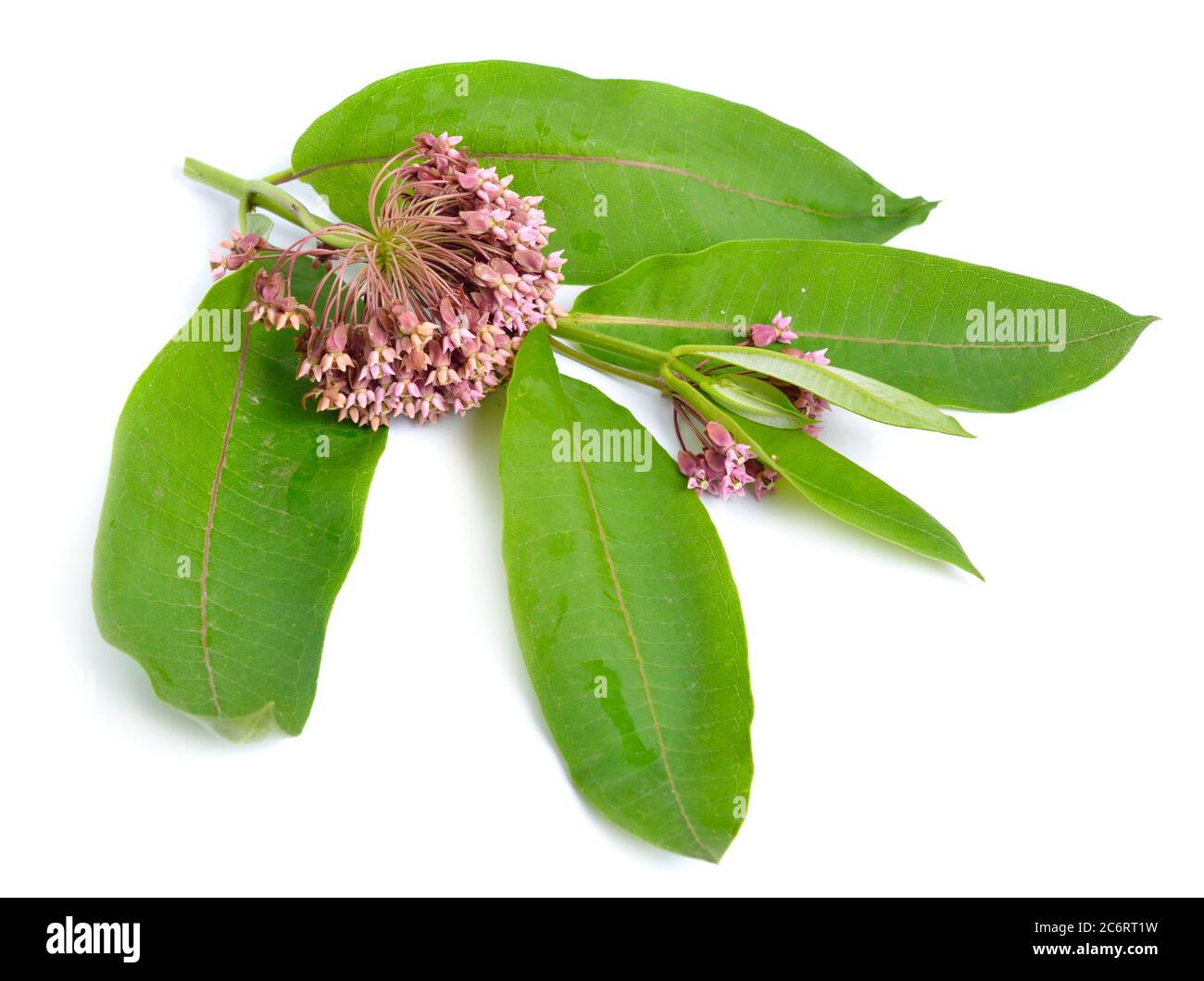 Asclepias siriaca, comunemente chiamato alghe comuni, fiore farfalla, alghe di seta, verga di gallina. Isolato su bianco Foto Stock