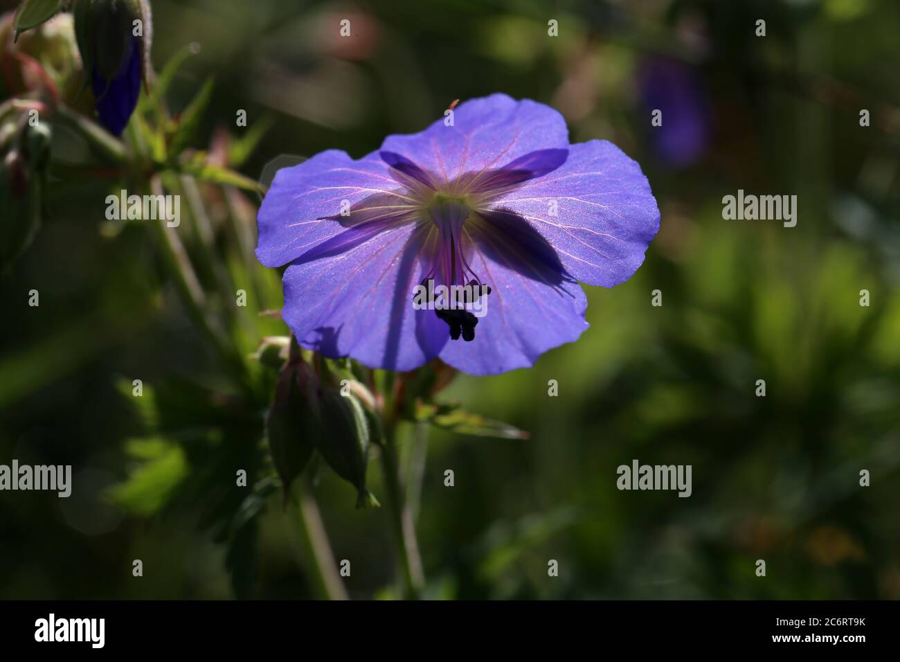 Delicati fiori blu del geranio prato Foto Stock