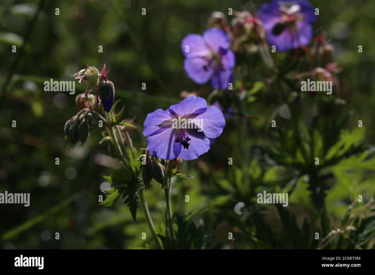 Delicati fiori blu del geranio prato Foto Stock