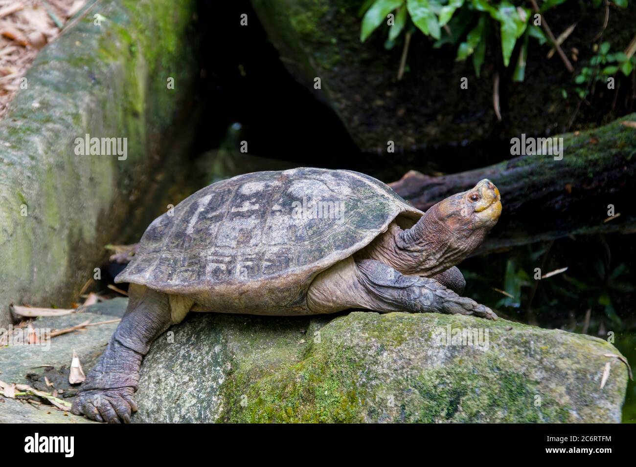 La tartaruga asiatica gigante (Heosemys grandis) vive fiumi, ruscelli, paludi e risaie da pianure estuarine ad altitudini moderate Foto Stock