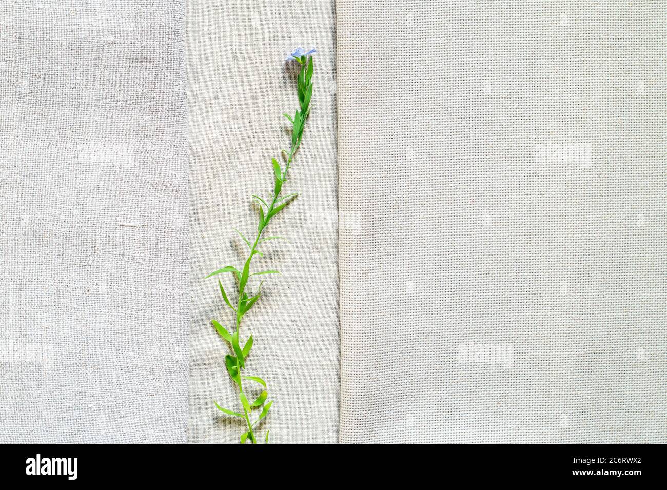 Tessuti di lino antichi e moderni e piante di lino fiorite Foto Stock