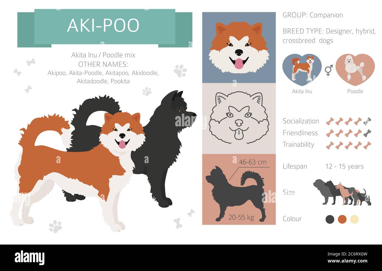 Cani da designer, crossbreed, mix ibrido raccolta di pouches isolato su bianco. Infografica sulla clipart in stile piatto Aki-Poo. Illustrazione vettoriale Illustrazione Vettoriale